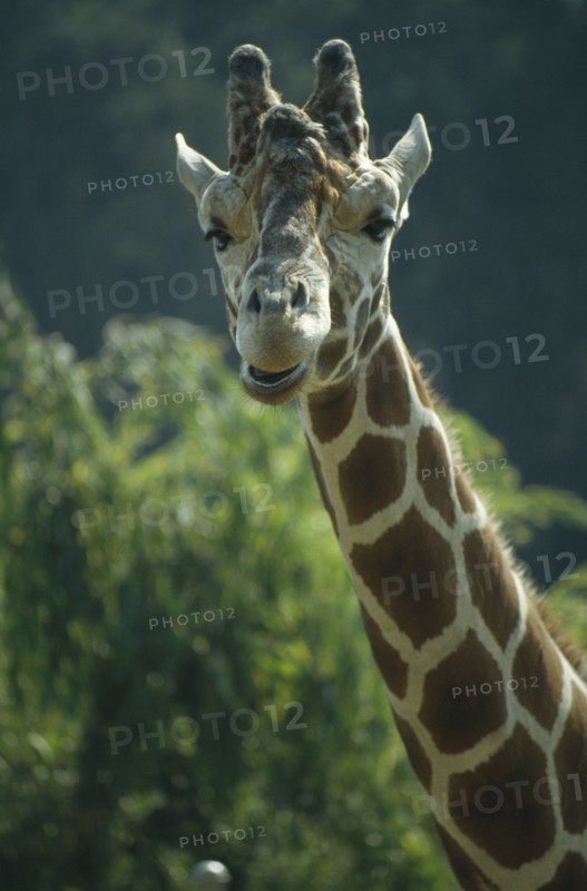 WILDLIFE, Big Game, Giraffe, Giraffe head and neck portrait