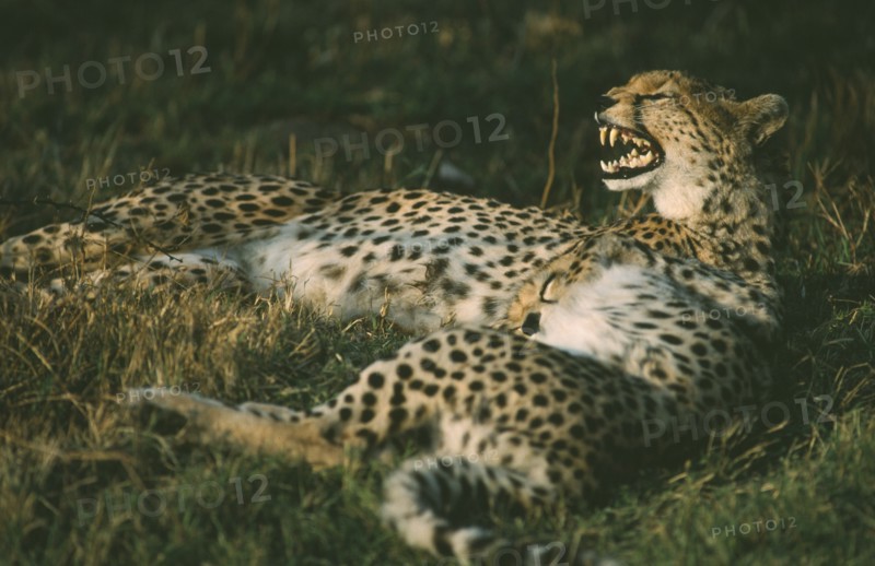 WILDLIFE, Big Game, Cats, Female Cheetah (acinonyx jubatus) lying down with cub in Amboseli Kenya