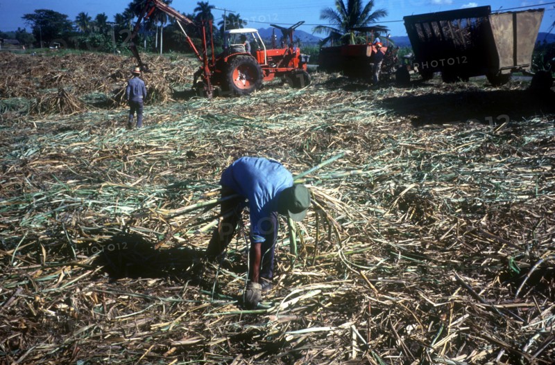 CUBA, Pinar Del Rio, Sugar cane harvest