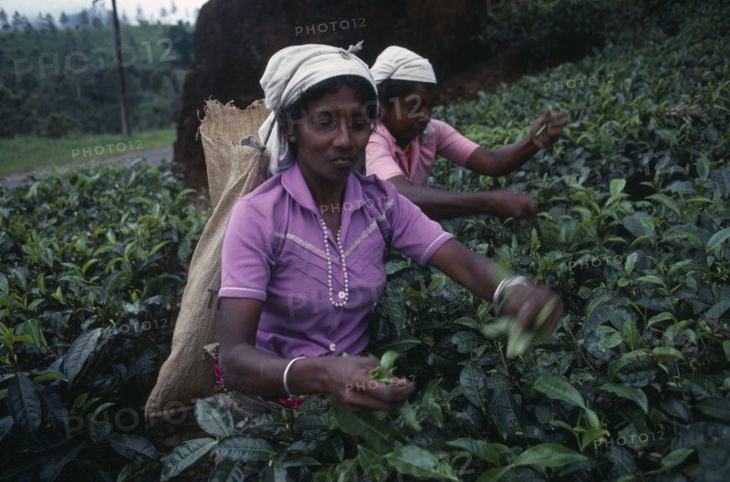 SRI LANKA, Nuwara Eliya, Agriculture, Female tea pickers working on plantation.