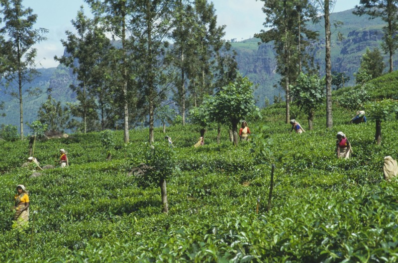 SRI LANKA, Nuwara Eliya, Farming, Women tea pickers at work on hillside plantation