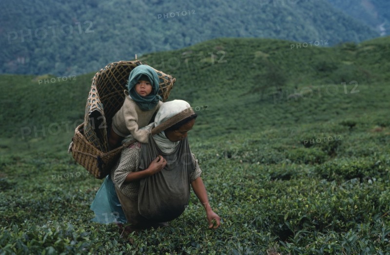 INDIA, West Bengal, Pashok, Tea picker with baby in basket on her back near Darjeeling.