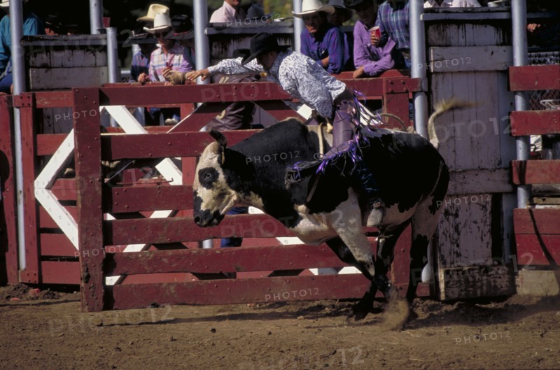 USA, South Dakota, Deadwood, Cowboy on bucking bull leaving the stalls in the arena of the Days Of 76 rodeo