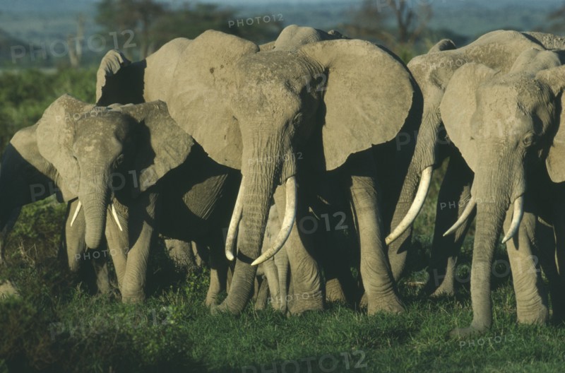 WILDLIFE, Big Game, Elephants, African Elephant herd (loxodonta africana) in evening light at Amboseli National Park Kenya