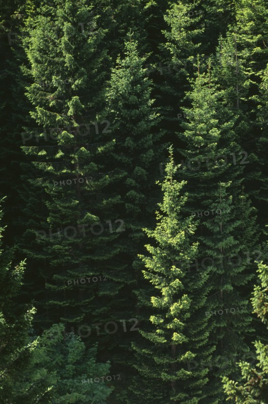 NORWAY, Romsdal, Geiranger, Conifer trees in a wooded area
