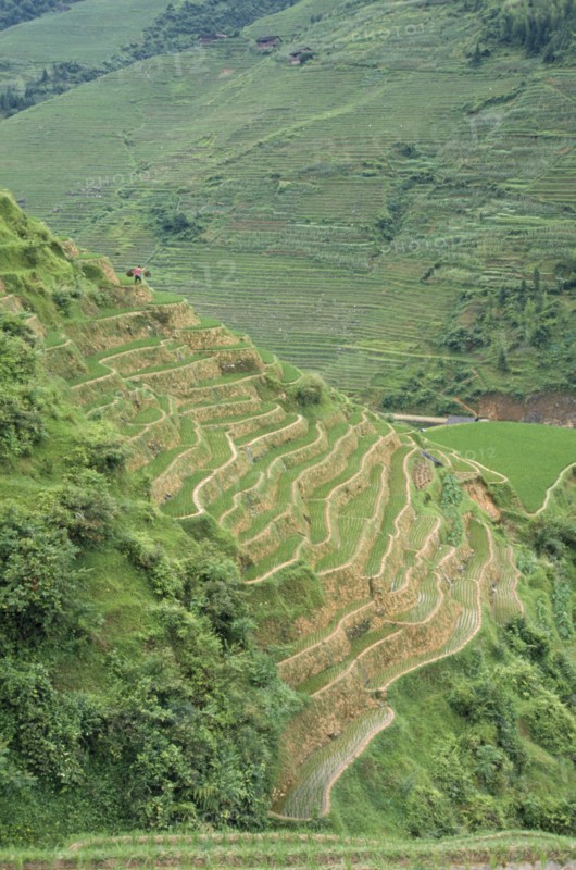 CHINA, Guangxi Province, Agriculture, View over rice terraces on steep hillside.