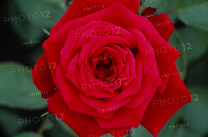 PLANTS, Flowers, Rose, "Mini rose, Wee Jock.  Close view looking down on open, red flower."