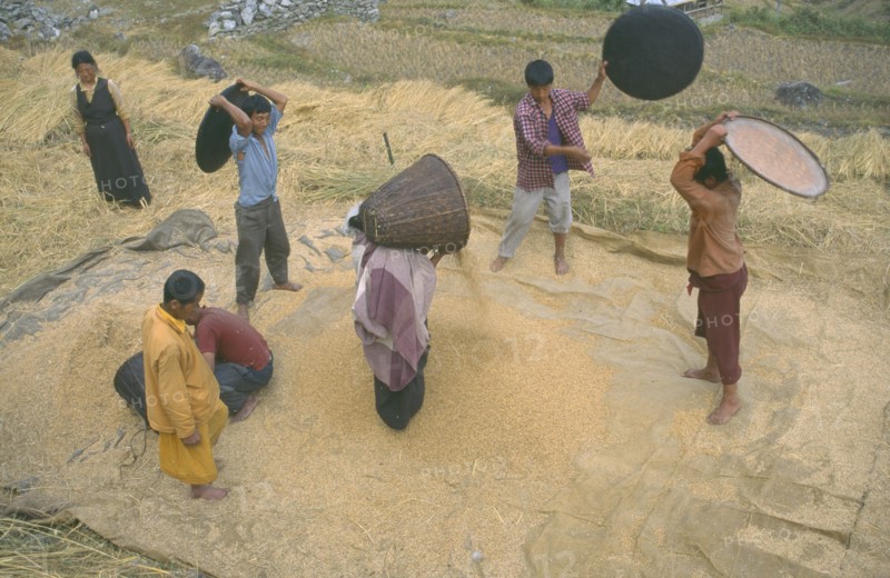 INDIA, Sikkim, Agriculture, Winnowing rice.