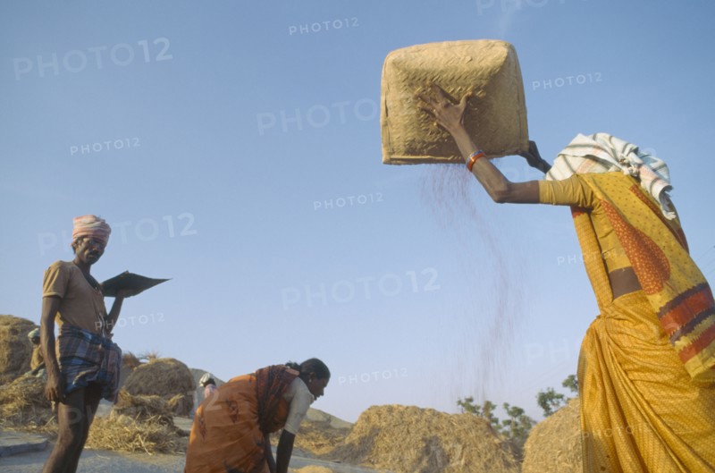 INDIA, Karnataka , Sravanabelagoa, Winnowing rice