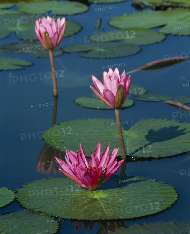 FLOWERS, Lilies, Three pink water lily flowers with long stems and green leaves