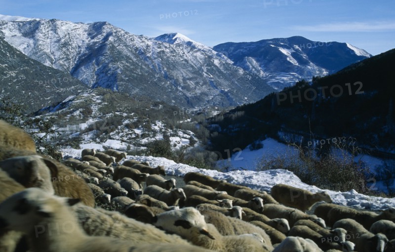 SPAIN, Pyrenees, Catalonia, Sheep on high mountain pasture.  Flock in foreground with snow covered peaks beyond.
