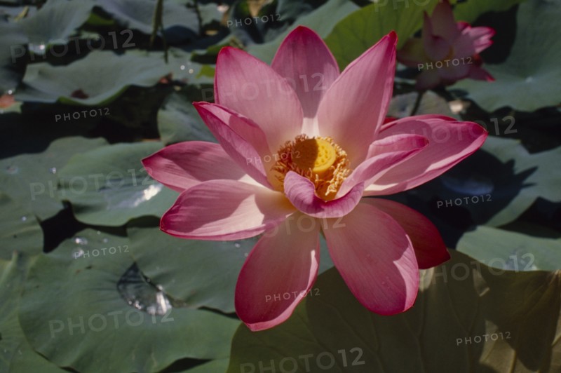 INDIA, Kashmir, "Close up of open, pink Lotus Flower with yellow centre against green leaves with water droplets at centre."