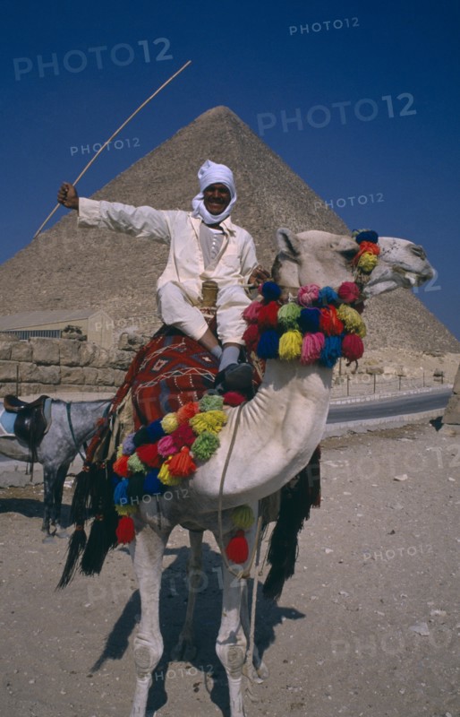 EGYPT,  Cairo Area, Giza, Man on camel in front of Pyramid
