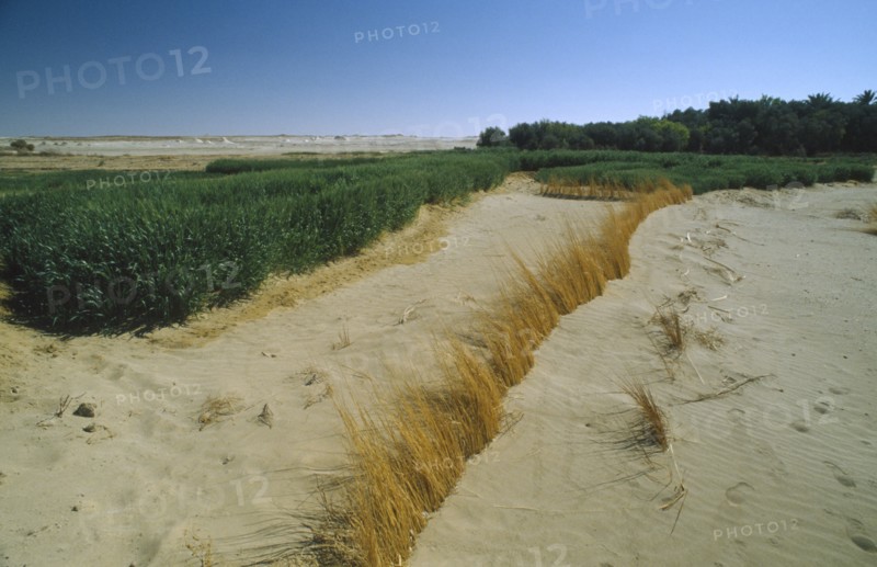 EGYPT, Western Desert , Farafra, Wheat growing next to encroaching desert sands