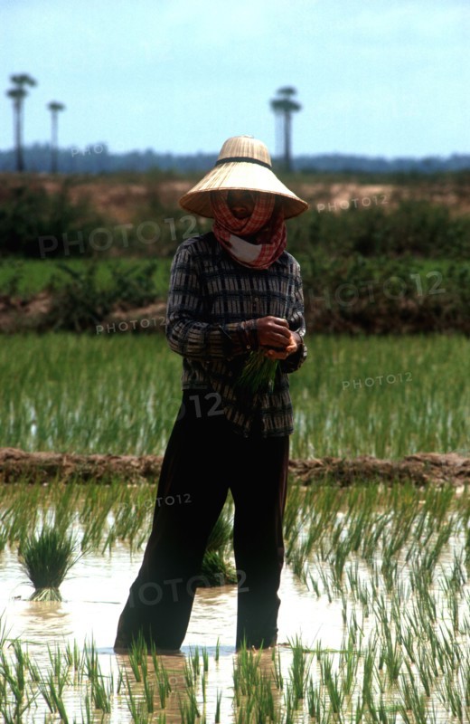 CAMBODIA, Prey Veng, Planting rice 25 minutes north of Prey Veng.   Standing figure wearing traditional straw hat and krama.