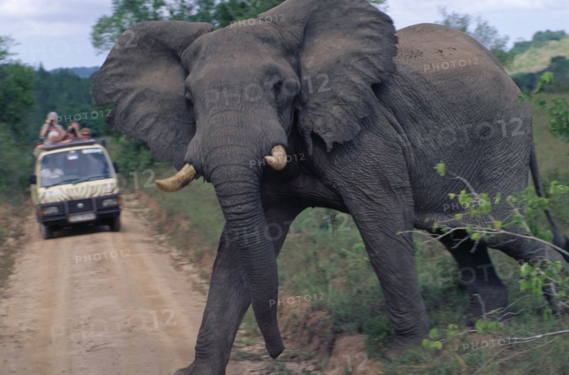 KENYA, Shimba Hills Reserve, Elephant crossing dirt track with Safari truck in the distance