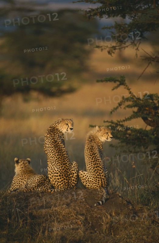 WILDLIFE, Big Game, Cats, Female cheetah (acinonyx jubatus) sitting on mound with two cubs in Masai Mara Kenya