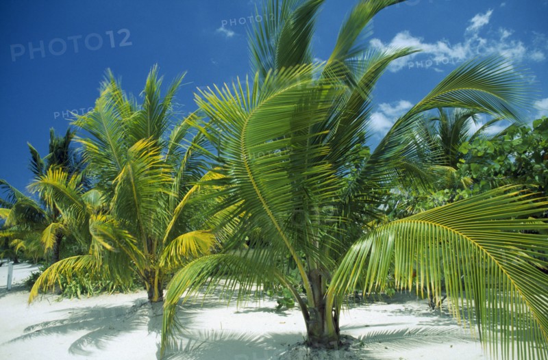 WEST INDIES, Jamaica , Negril , "Palms growing on sandy beach, blue sky and white clouds behind."