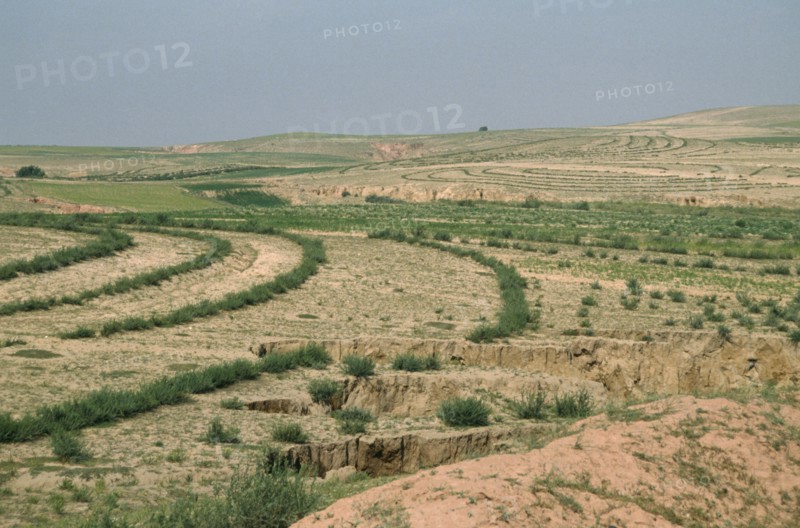 MONGOLIA, Desert, Desert Planting