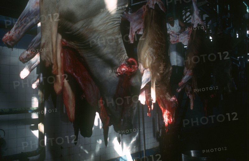 CUBA, Camaguey, Abattoir with man gutting hanging carcases dripping with blood