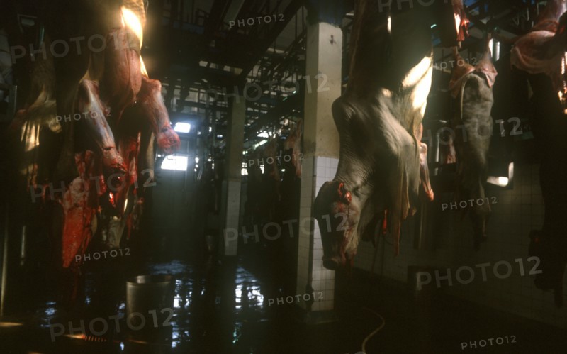 CUBA, Camaguey , Carcases hanging in abattoir with bloddied skin hanging from the bodies