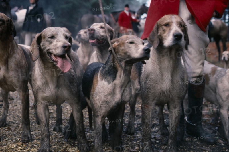 10069256 SPORT  Equestrian  Fox Hunting Men in traditional dress standing with pack of hounds