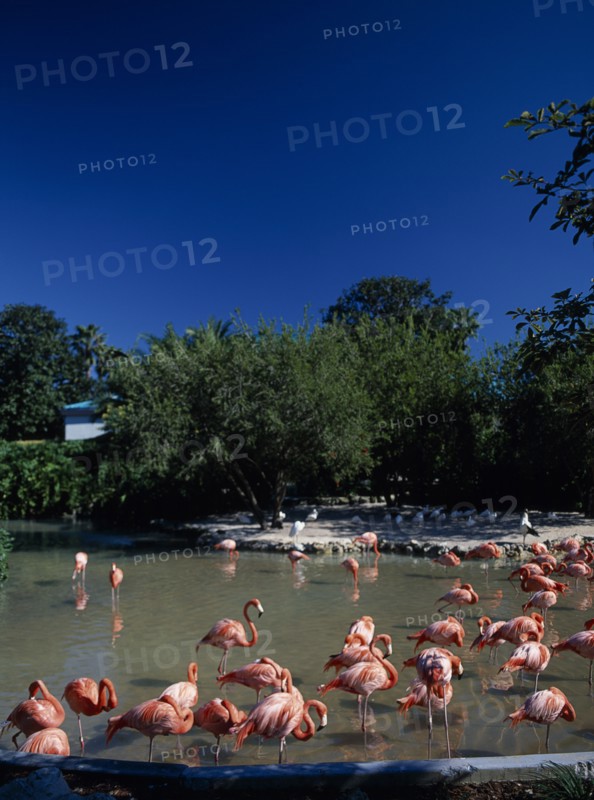 USA, Florida , Orlando, Seaworld. Pink Flamingos in shallow pool
