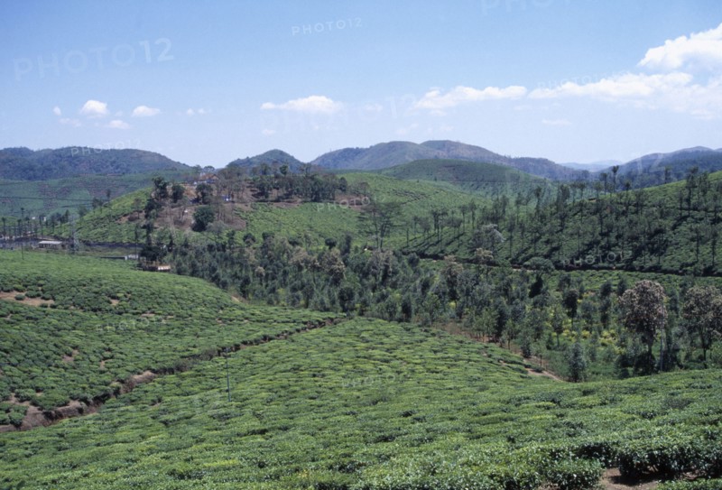 INDIA, Kerala, Agriculture, View over tea plantation in the hills