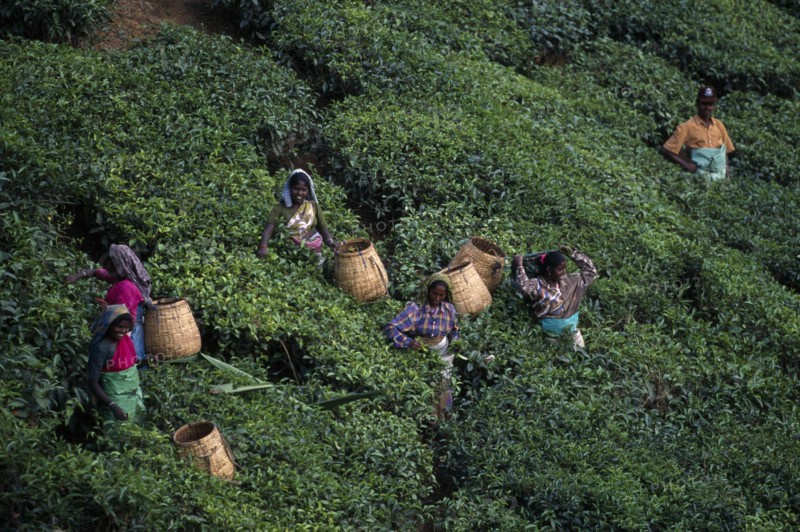 INDIA, Kerala, Agriculture, Elevated view over tea pickers working on plantation hillside.