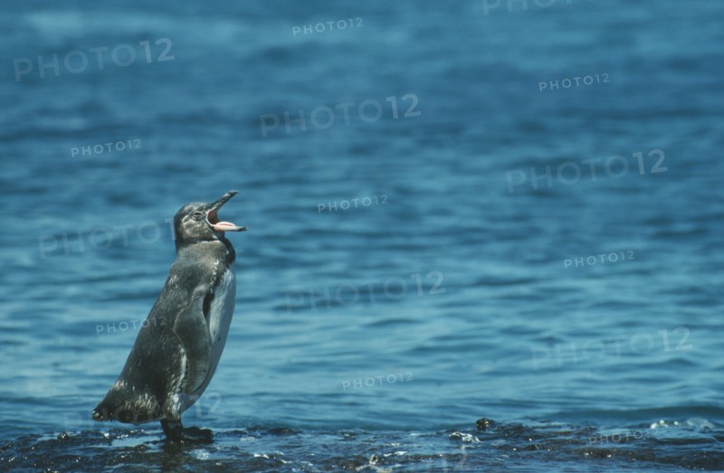 WILDLIFE, Birds, Penguin, Galapagos Penguin (spheniscus mendiculus) standing by water with mouth open on Bartolome Galapagos Islands