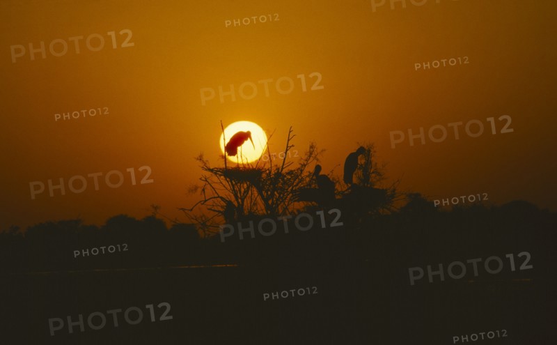WILDLIFE, Birds, Storks, Storks nesting in tree at sunset in Bharatpur Rajasthan India