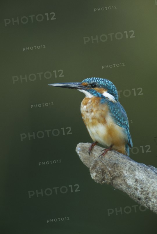 WILDLIFE, Birds, Kingfisher, Kingfisher (alcedo atthis) perched on a branch in Bharatpur Rajasthan India