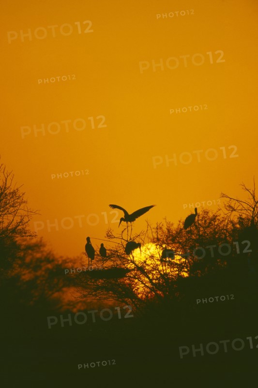 WILDLIFE, Birds, Storks, Storks nesting at sunset in a tree with one landing at Bharatpur Rajasthan India