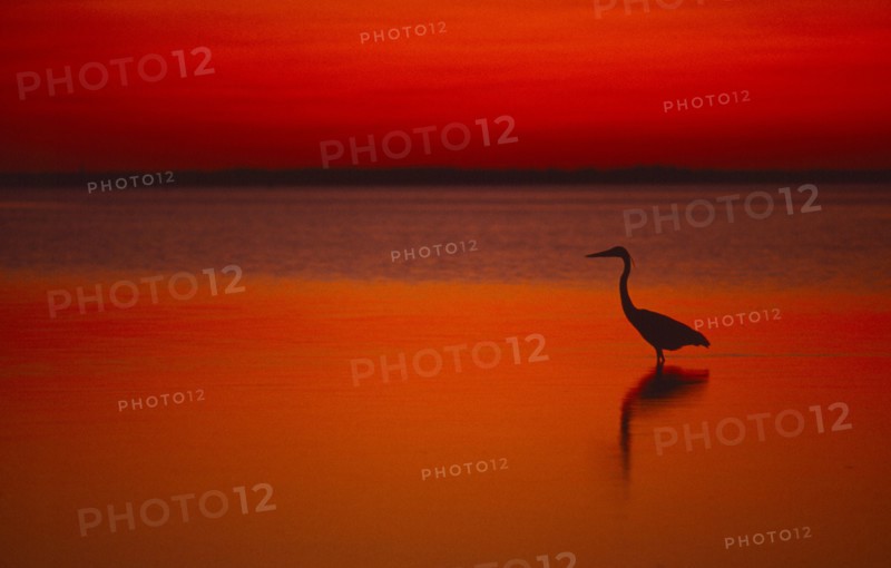 WILDLIFE, Birds, Heron, Great Blue Heron at sunset wading in water at Laguna Madre on Padre Island Texas USA