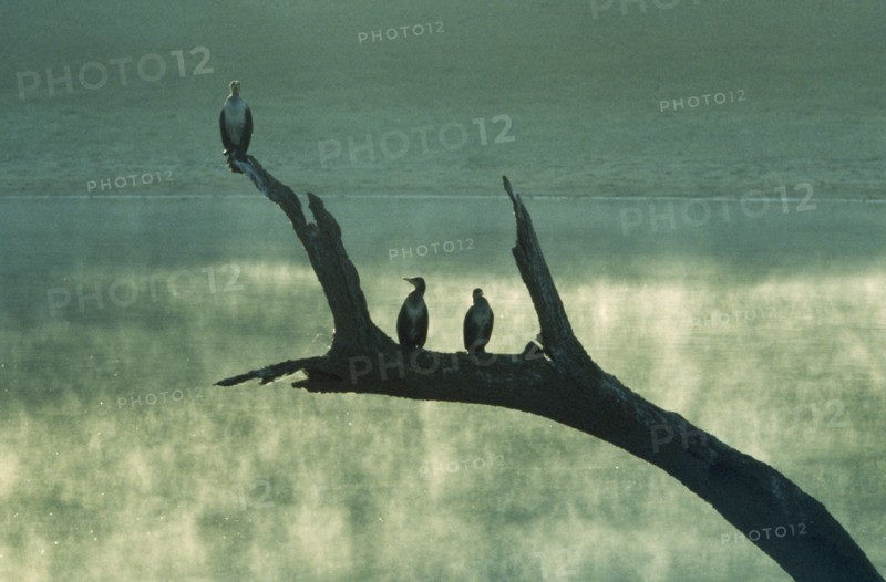 INDIA, Kerala, Periyar Lake, Silhouetted Shags perched on tree branch beside Lake in wildlife sanctuary.