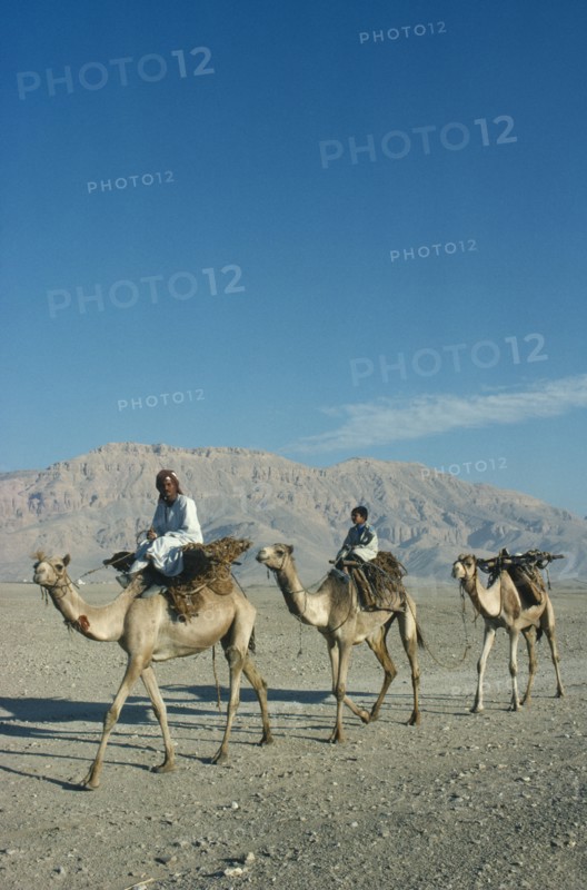 EGYPT, Luxor, Camel train in desert. 3 camels 2 riders hills behind