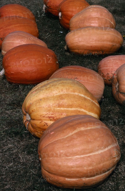 USA, North Carolina, Vegetables, Pumpkins on ground