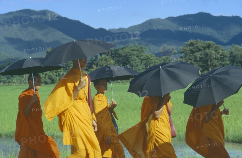 THAILAND, North, Lamphun, Buddhist Monks walking in a group holding umbrellas