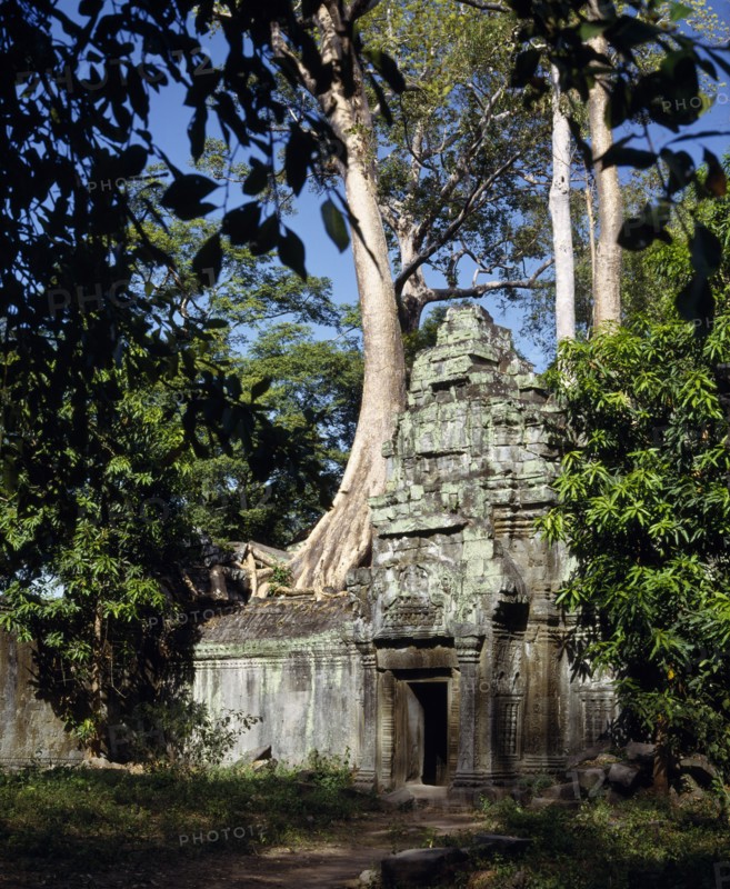 CAMBODIA, Angkor, Ta Prohm temple amongst trees with tree trunk growing through stone wall