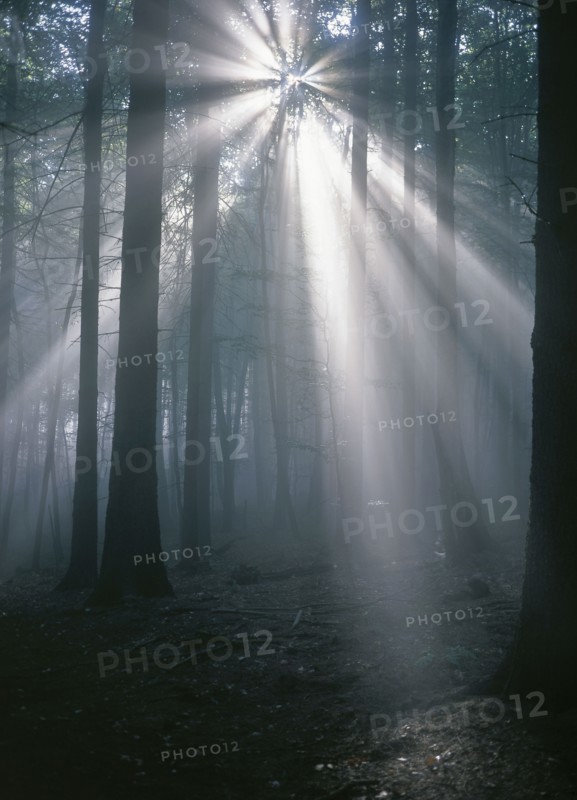 CLIMATE, Sun, Rays from the sun streaming through trees in a forest