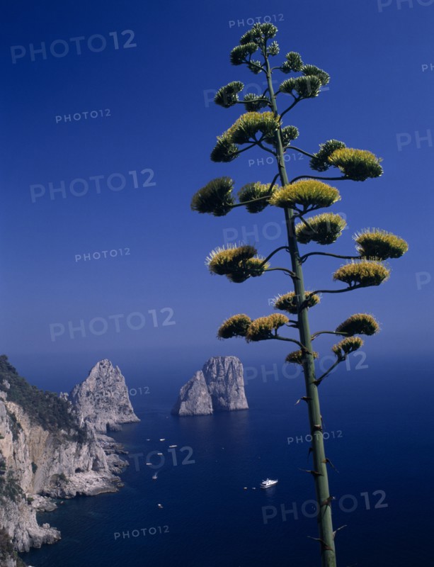ITALY, Campania, Capri, Faraglioni Rocks with flowering tree in foreground.