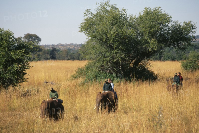 ZIMBABWE, Matabeleland, Victoria Falls, Tourists on elephants trekking through tall grass