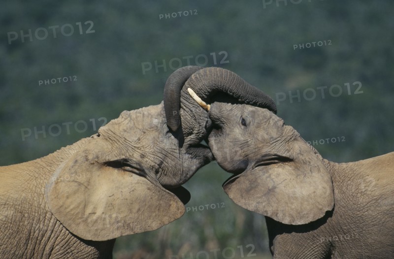 SOUTH AFRICA, Eastern Cape, Addo Elephant Nat.Park, Two elephants (loxodonta africana) sparring