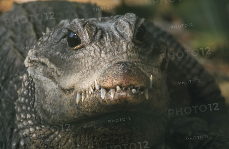 SOUTH AFRICA, KwaZulu Natal, Animals, "St.Lucia crocodile centre, adult dwarf  (Osteoiaemus Tetraspis) an inhabitant of West  African wetlands."