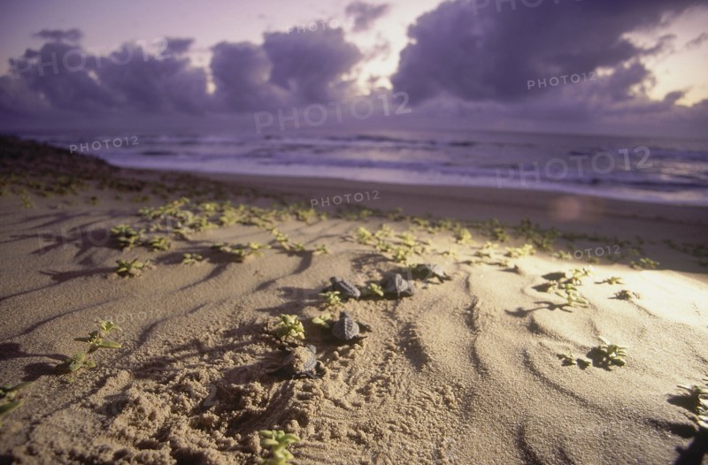 SOUTH AFRICA, KwaZulu Natal, Sodwana Bay National Park, Recently hatched turtles going across a sandy beach towards the sea