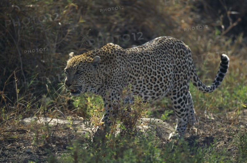 SOUTH AFRICA, East Transvaal, Mala Mala, "Mala Mala Game Reserve, leopard walking. "