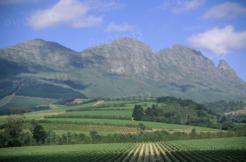 SOUTH AFRICA, Cape Province, Near Stellenbosch, "Scenic view over Delheim wine estates and vineyards of Muratie,  mountains and blue sky behind. "