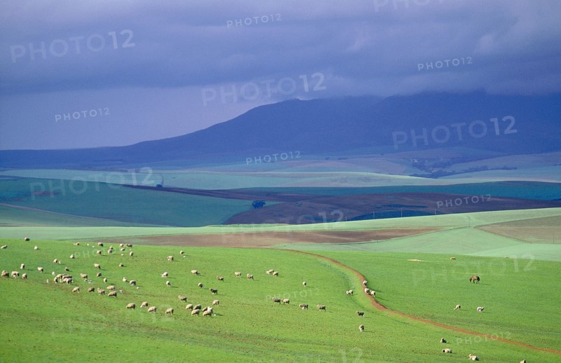 SOUTH AFRICA, Western Cape , Caledon, Sheep grazing on a hillside with stormy sky in background.