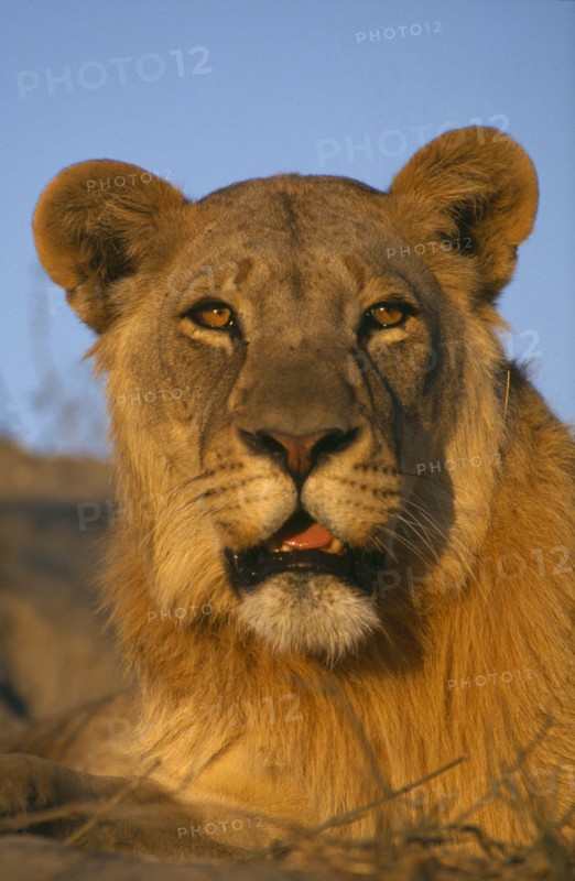 BOTSWANA, Animals, Big Cats, Lioness portrait