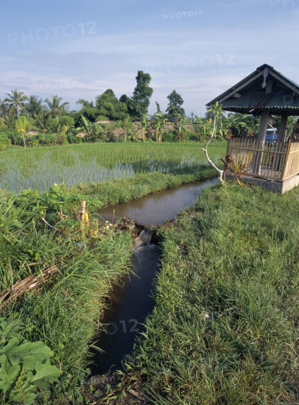 INDONESIA, Bali , Ubud, "Irrigation, hut and rice field."
